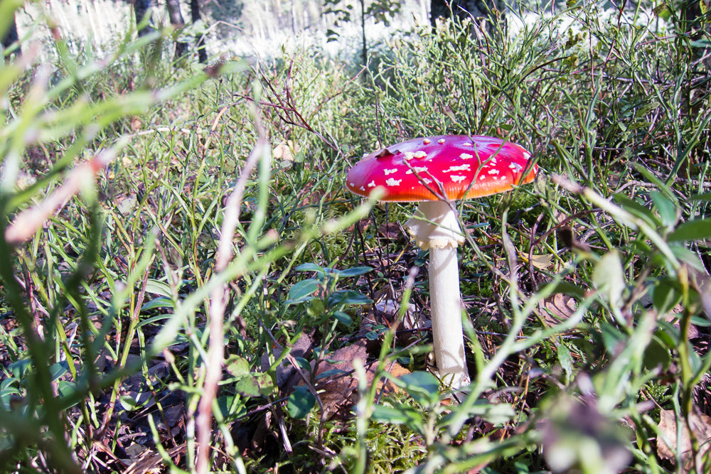 bright red amanita muscaria mushroom